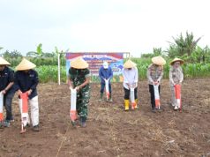 Dukung Swasembada Pangan; Pemkot, Polres dan Perum Bulog Tanam Jagung Serentak Kuartal I Thn 2026 di Kecamatan Puwaharja
