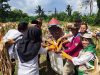 Panen Jagung Kuartal I Polsek Pamarican, Wujud Peran Polri Dukung Ketahanan Pangan Nasional