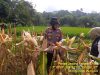Ketahanan Pangan, Polsek Kawali Ikut Bersama Poktan Desa Kawalimukti Panen Raya Jagung