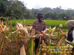 Ketahanan Pangan, Polsek Kawali Ikut Bersama Poktan Desa Kawalimukti Panen Raya Jagung