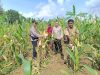 Polres Ciamis Dukung Ketahanan Pangan Melalui Pengecekan Persiapan Panen Jagung di Wilayah Lakbok