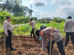 Polsek Ciamis Dukung Swasembada Pangan Melalui Penanaman Jagung Serentak