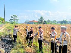 Dukung Ketahanan Pangan Nasional, Polsek Cikoneng Bersama Petani Panen Jagung 7 Ton di Desa Cikoneng