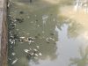 Ratusan Kolam Terdampak, Petani Ikan Rugi Besar