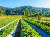 Camat Kabandungan, Desa Mekarjaya Miliki Potensi Strategi Pengembangan Sentra Produksi Sayur Unggulan di Kabupaten Sukabumi