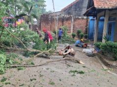Polsek Cijeungjing Amankan Pemangkasan Pohon Rapuh dan Condong ke Jalan Nasional