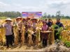Polres Ciamis Dukung Swasembada Jagung, Kapolres Panen Jagung Kwartal III di Pamarican