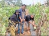 BUMDes Dewasari Kembangkan Petik Melon, Dongkrak Ekonomi Desa