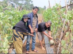 BUMDes Dewasari Kembangkan Petik Melon, Dongkrak Ekonomi Desa