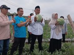 Panen Perdana Semangka di Gegempalan Diserbu Warga, BUMDes dan Gapoktan Dorong Ketahanan Pangan
